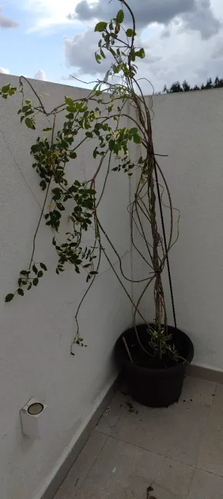 Planta de interior con maceta