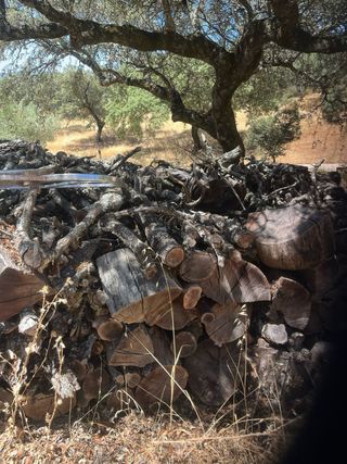 Leña de encina 1000kg