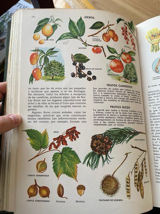 Enciclopedias ciencias naturales Bruguera