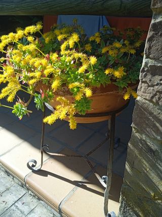 Planta natural con pié de forja