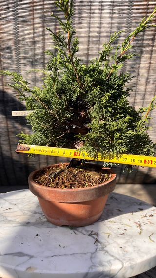 BONSAI ITOIGAWA IMPORTACION JAPON