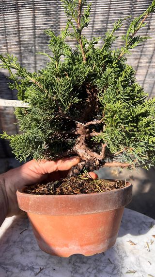 BONSAI ITOIGAWA IMPORTACION JAPON