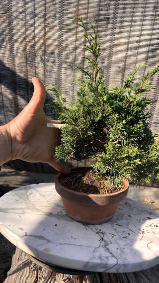 BONSAI ITOIGAWA IMPORTACION JAPON