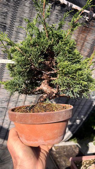 BONSAI ITOIGAWA IMPORTACION JAPON