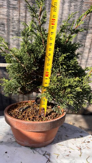 BONSAI ITOIGAWA IMPORTACION JAPON