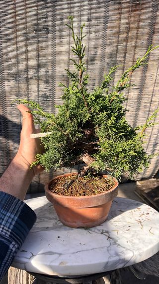 BONSAI ITOIGAWA IMPORTACION JAPON