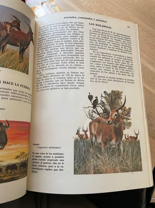 Curiosidades del Reino Animal