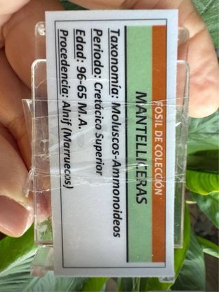 Ammonites Fósil del Cretácico Clasificado