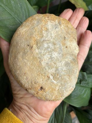 Ammonites Fósil del Cretácico Clasificado