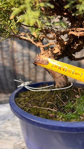 BONSAI ITOIGAWA IMPORTACION JAPON