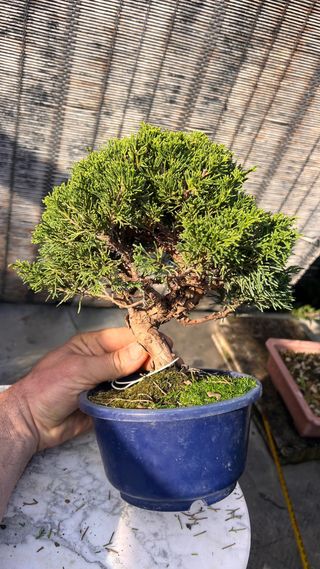 BONSAI ITOIGAWA IMPORTACION JAPON