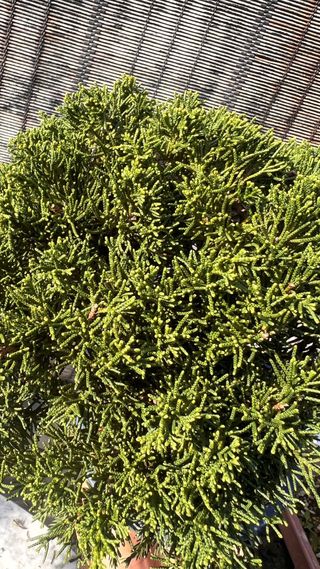 BONSAI ITOIGAWA IMPORTACION JAPON