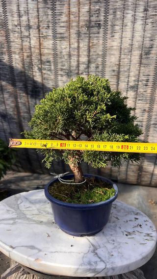 BONSAI ITOIGAWA IMPORTACION JAPON