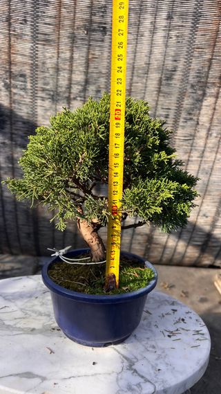 BONSAI ITOIGAWA IMPORTACION JAPON