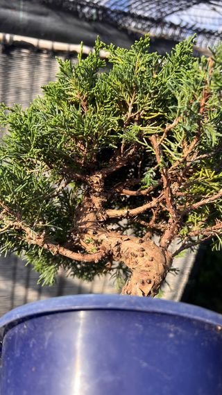 BONSAI ITOIGAWA IMPORTACION JAPON