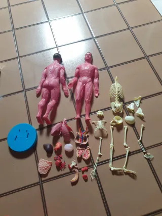 Collezione vintage Esplorando il corpo umano