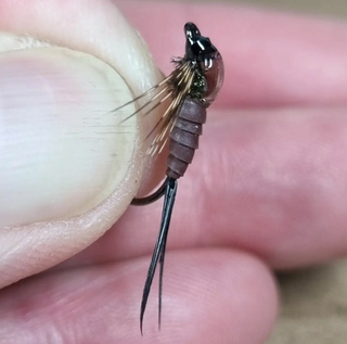 NINFAS PARA LA PESCA DE TRUCHAS