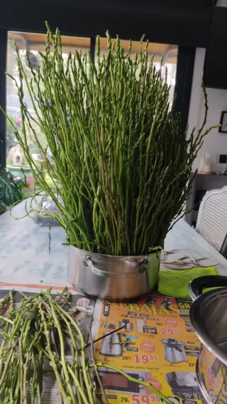 Espárragos silvestres frescos