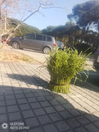 Espárragos silvestres frescos