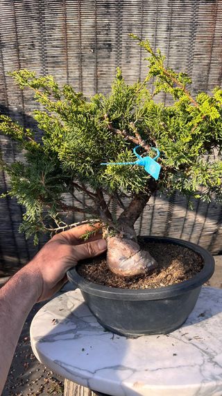 BONSAI ITOIGAWA IMPORTACION JAPON