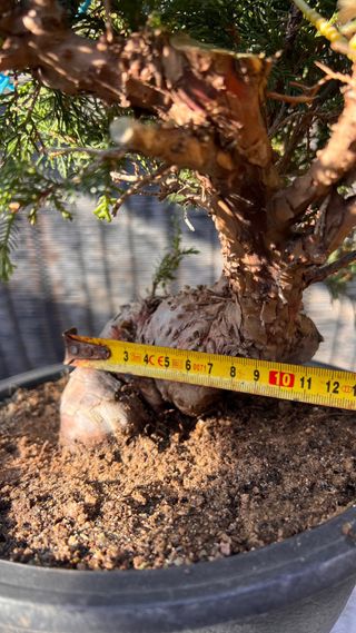 BONSAI ITOIGAWA IMPORTACION JAPON