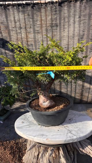 BONSAI ITOIGAWA IMPORTACION JAPON