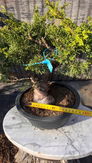 BONSAI ITOIGAWA IMPORTACION JAPON