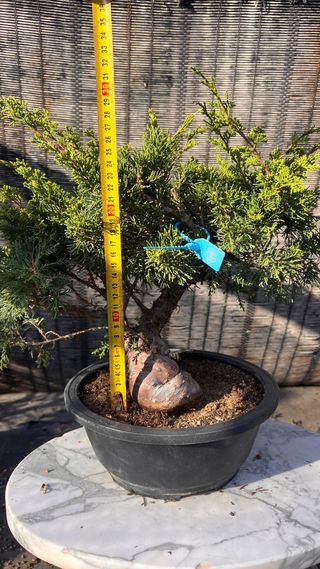 BONSAI ITOIGAWA IMPORTACION JAPON