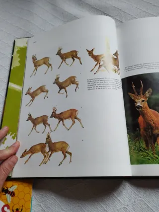 Fauna iberica. El hombre i la tierra