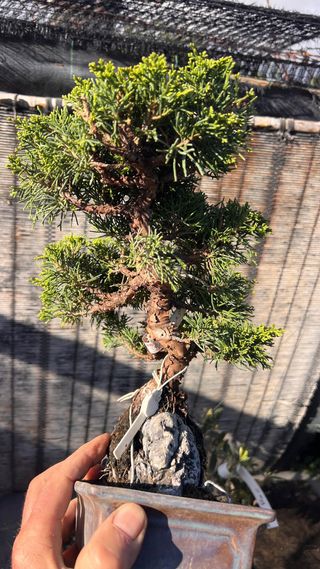 BONSAI ITOIGAWA IMPORTACION JAPON