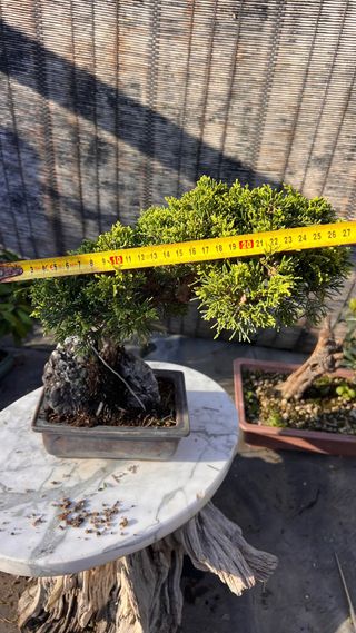 BONSAI ITOIGAWA IMPORTACION JAPON