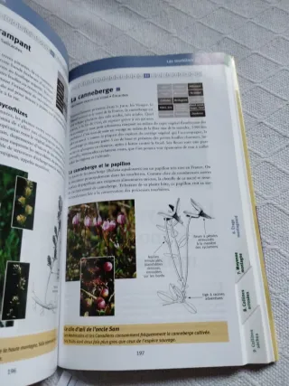 Arbres et arbustes de montagne 230 espèces dans...