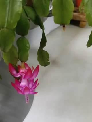 Ofrezco trabajo para cuidar un mayor y tareas