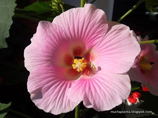 Plantas de Hibiscus indicus