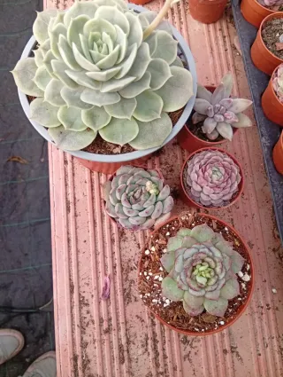 Lote Plantas Suculentas Variadas