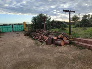 Leña de pino para chimenea