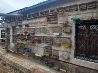 Jaulas para pájaros