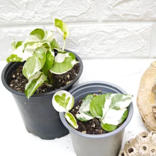 Epipremnum Njoy Big and Littel