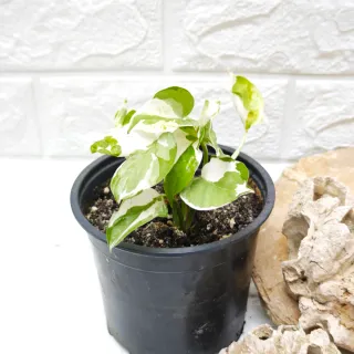 Epipremnum Njoy Big and Littel