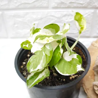 Epipremnum Njoy Big and Littel