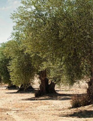 Finca rústica en Begijar