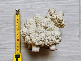 Statuetta pecora (cavolpecora) Hotant cm 15