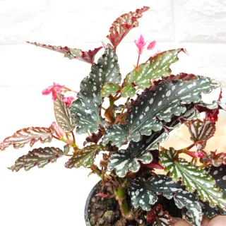 Begonia 'Spotlight Dark'  Belleza Inaudita