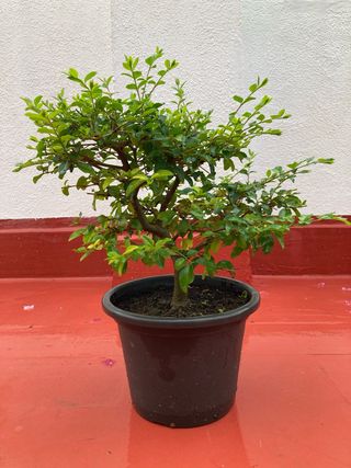 Bonsái Aligustre