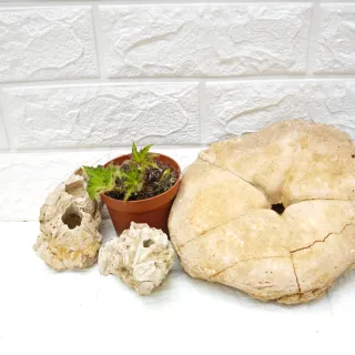 Begonia Palomar Prince Green