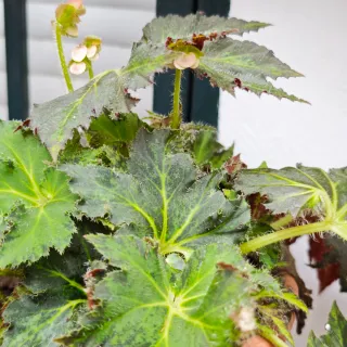 Begonia Palomar Prince Green