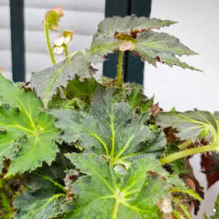 Begonia Palomar Prince Green