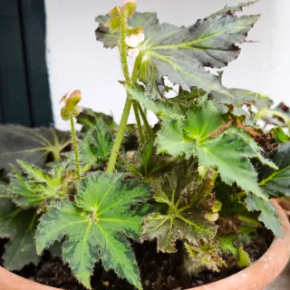 Begonia Palomar Prince Green