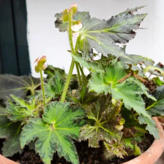 Begonia Palomar Prince Green