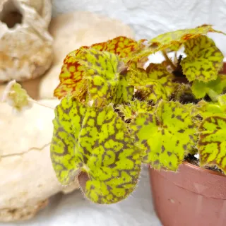 Begonia Rex 'Marmaduke'